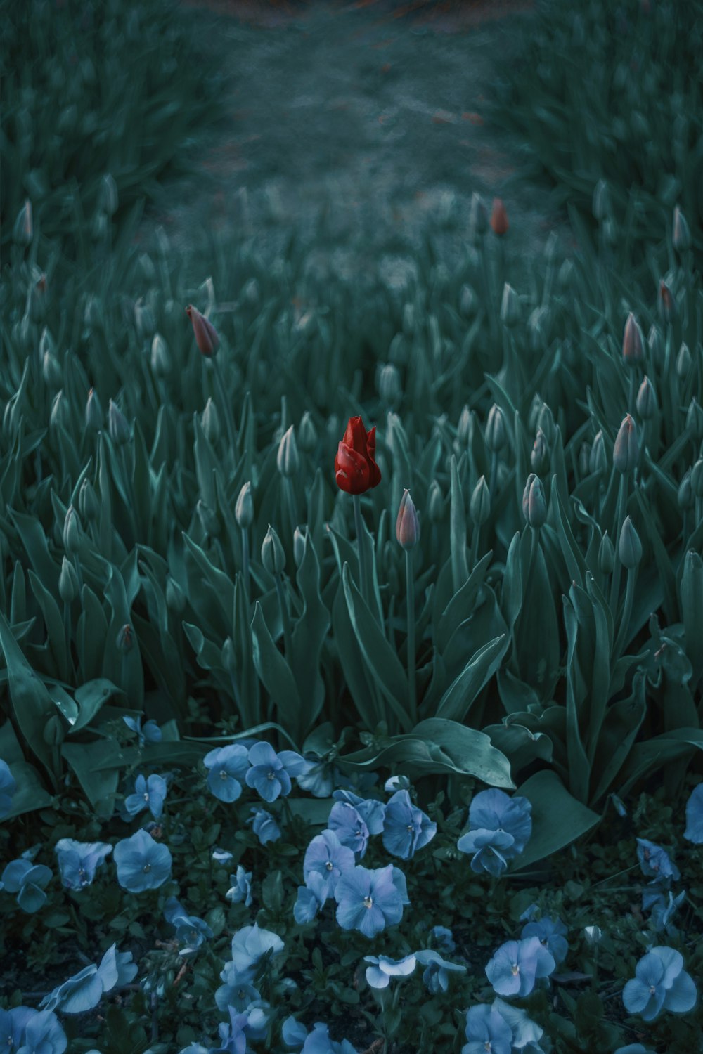 selective focus photography of red tulip flower