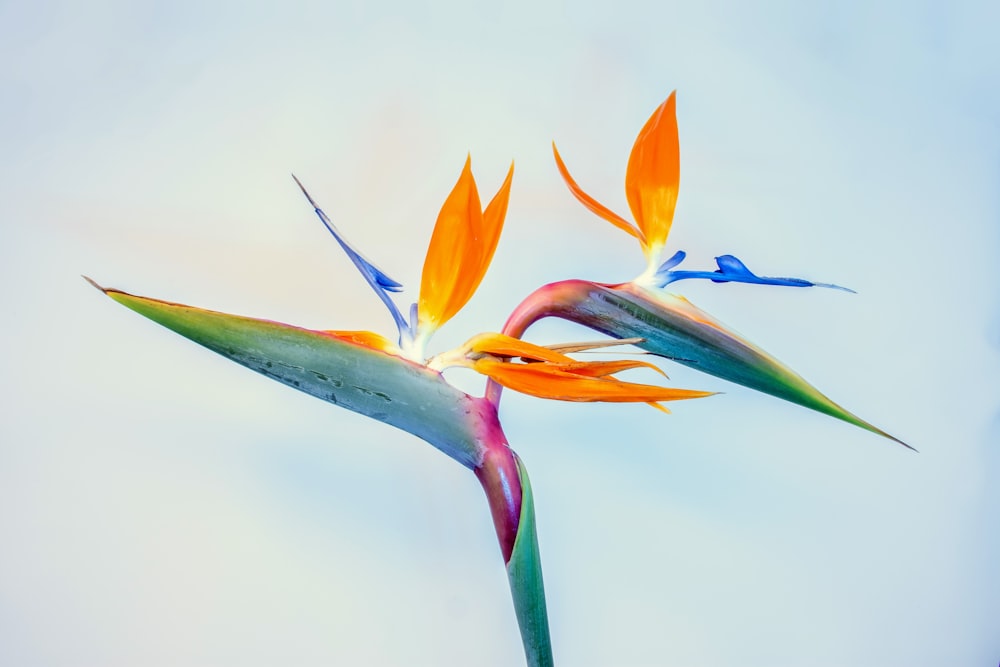 blue and orange flower