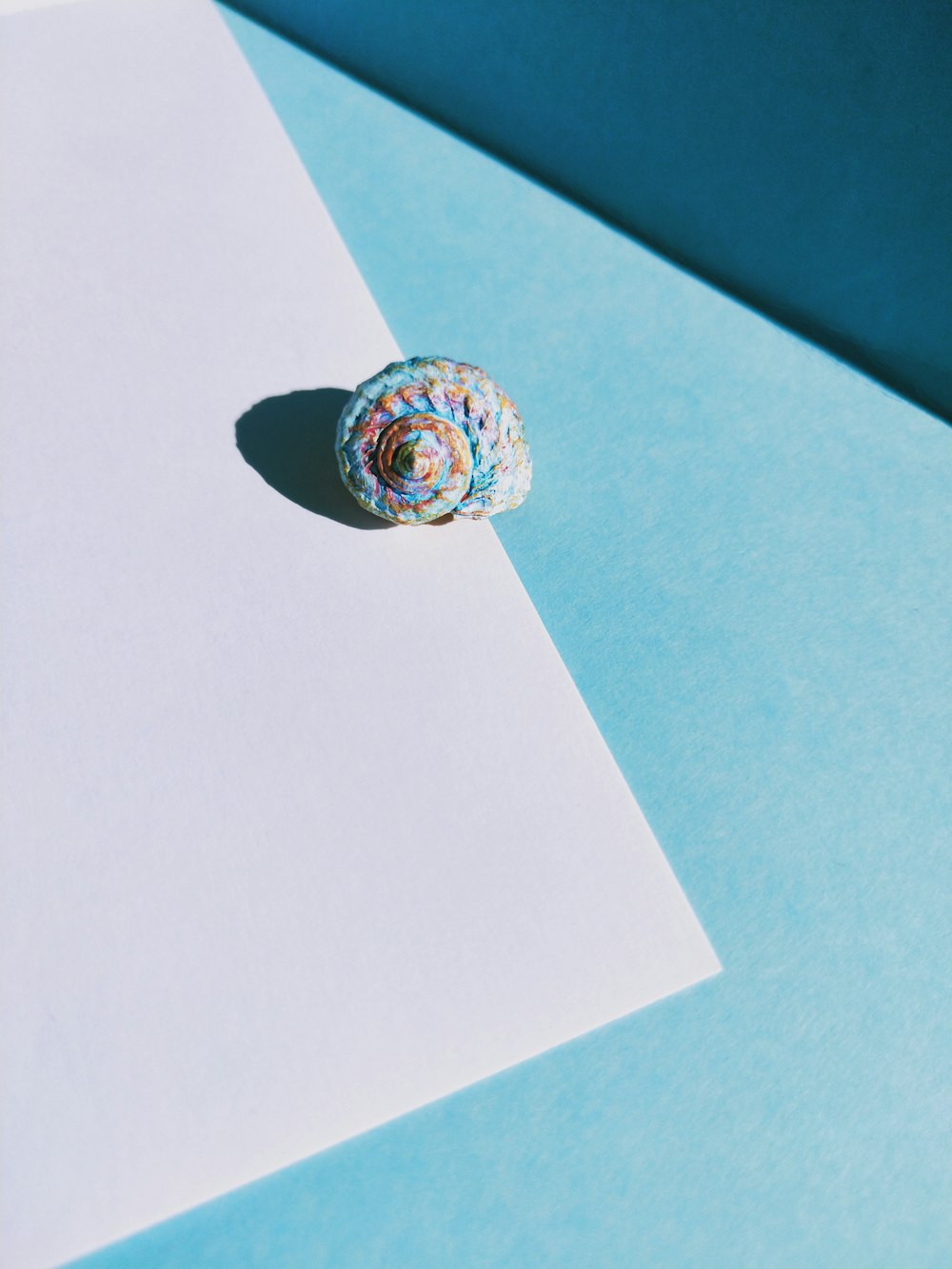 a sea shell sitting on top of a white piece of paper