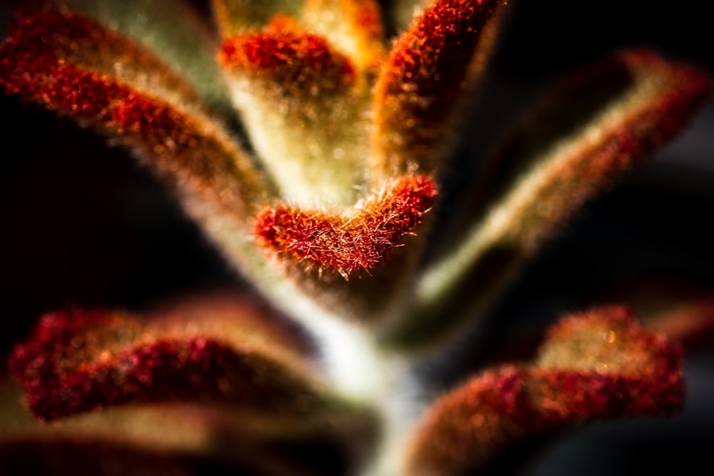 red and green succulent plant