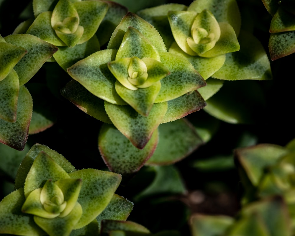 green succulents in closeup photography