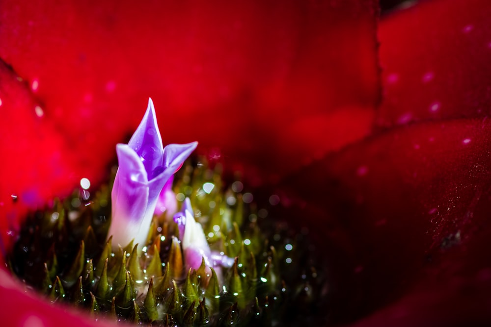 purple petaled flower