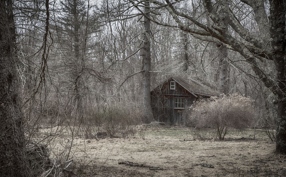 maison brune près des arbres de la forêt