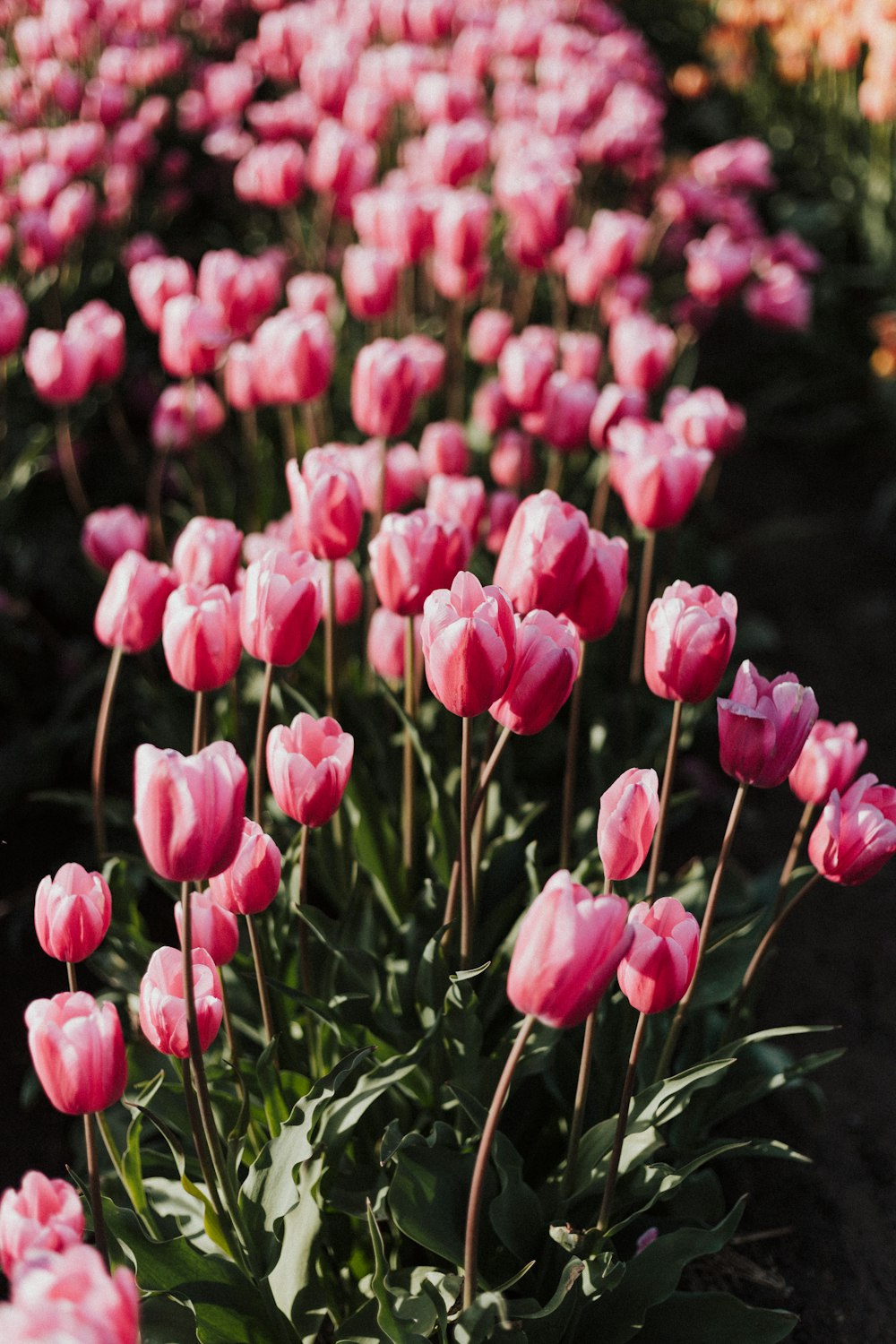 pink tulips