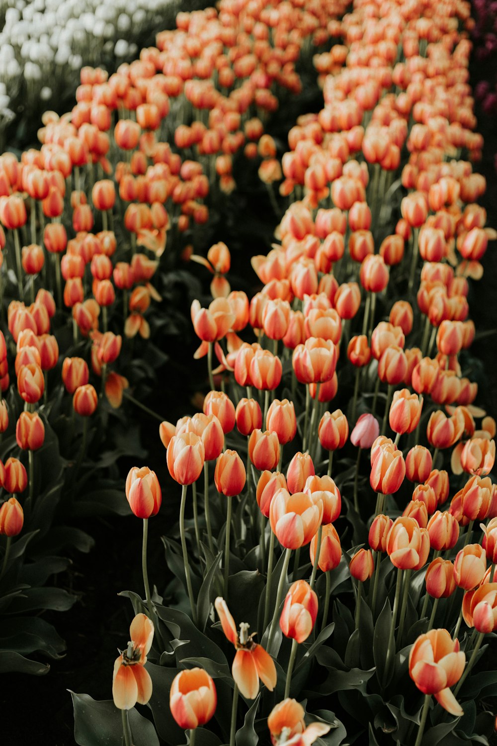 orange tulip garden