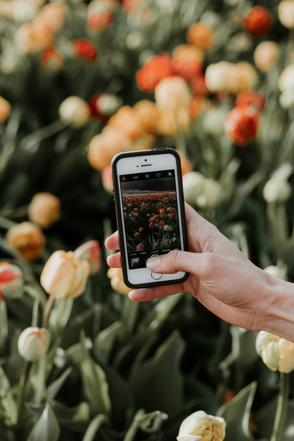 Person, die das iPhone benutzt, um Blumenfelder zu fotografieren