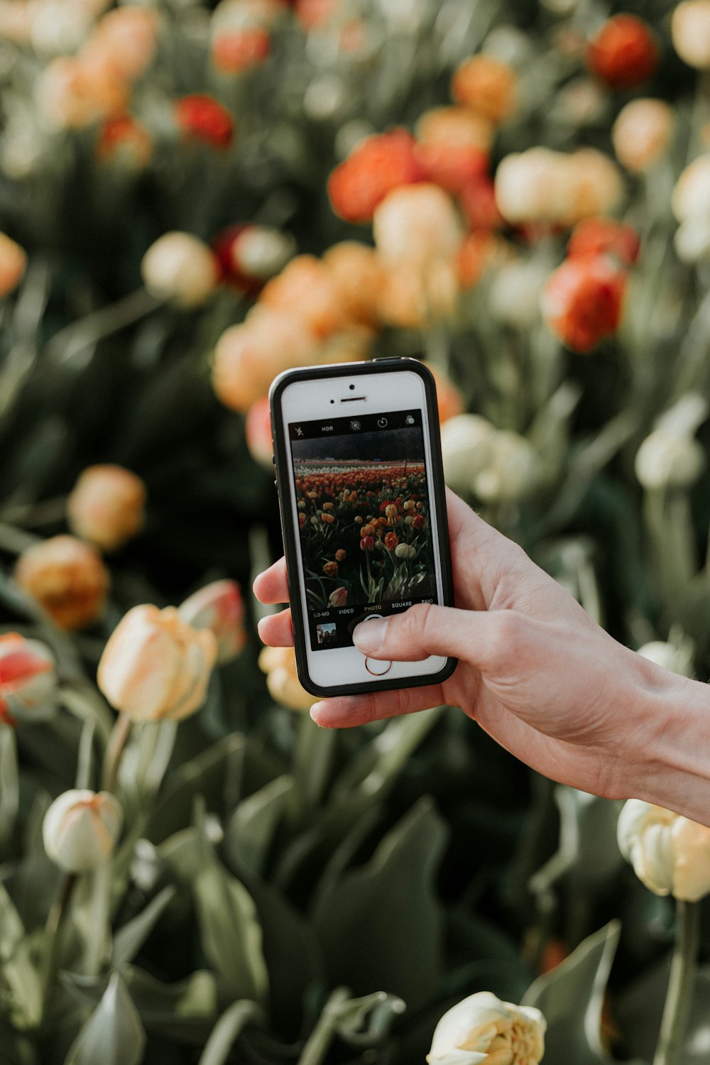 persona che usa iPhone per scattare foto di campi di fiori