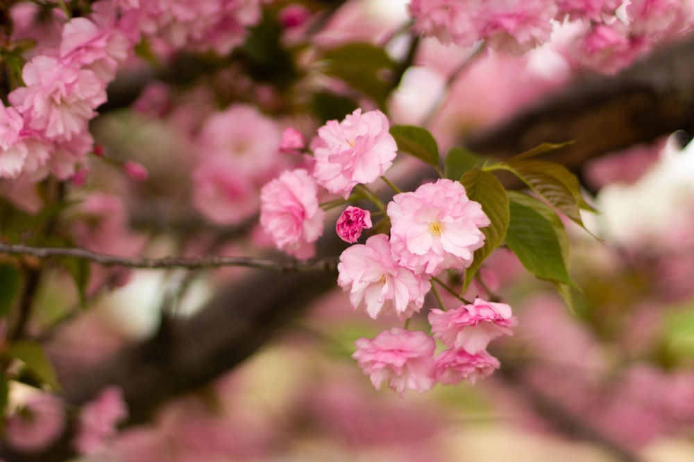 Photographie sélective des fleurs de cerisier