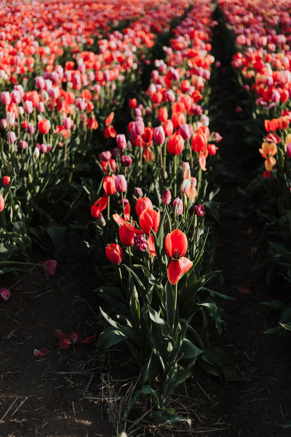 red tulip field during daytime