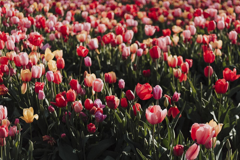 Campo de flores de tulipa vermelha