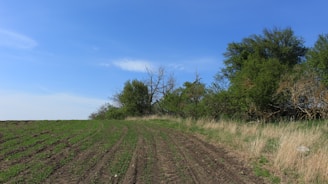 A vibrant farmland with rows of healthy crops under a clear blue sky, showcasing sustainable farming in action.