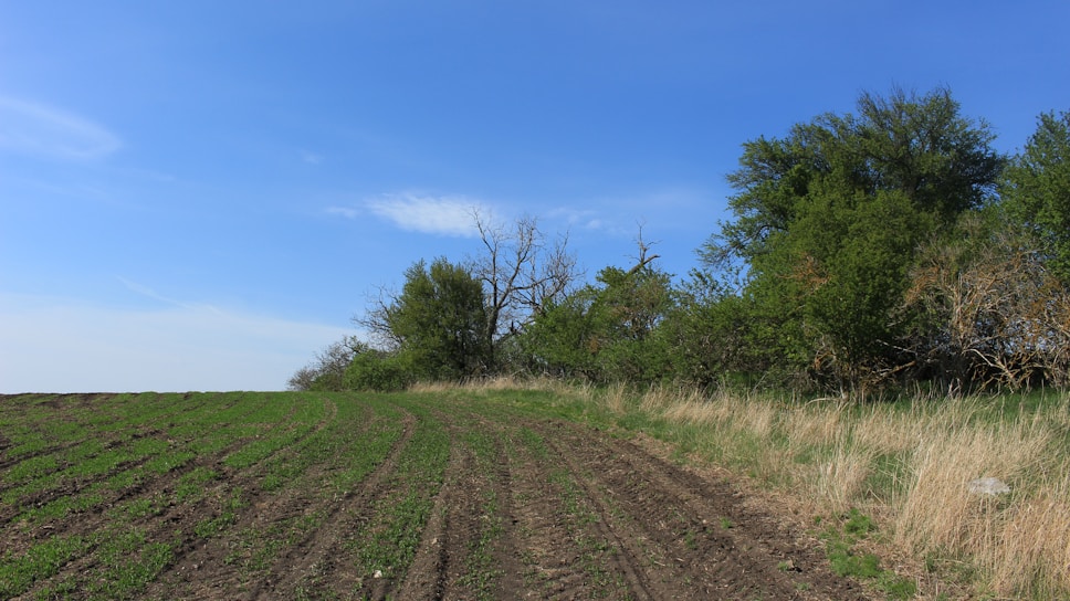 A farmland with evenly spaced rows of young green crops under a clear blue sky. To the right, there is a mix of tall grasses and dense trees with foliage ranging from verdant to dry brown. The field gently slopes upwards.