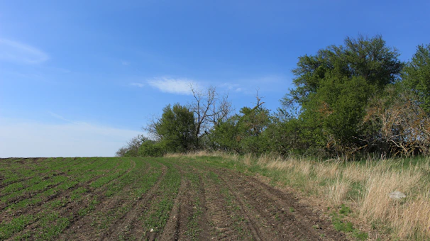 A young farmer tending to green crops under a clear blue sky, embodying hope and dedication.