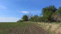 A farmland with evenly spaced rows of young green crops under a clear blue sky. To the right, there is a mix of tall grasses and dense trees with foliage ranging from verdant to dry brown. The field gently slopes upwards.