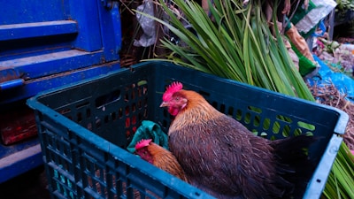Two chickens are inside a green plastic crate, surrounded by various plants and a blue vehicle in the background. The chickens have brown and black feathers with bright red combs.