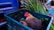 Two chickens are inside a green plastic crate, surrounded by various plants and a blue vehicle in the background. The chickens have brown and black feathers with bright red combs.