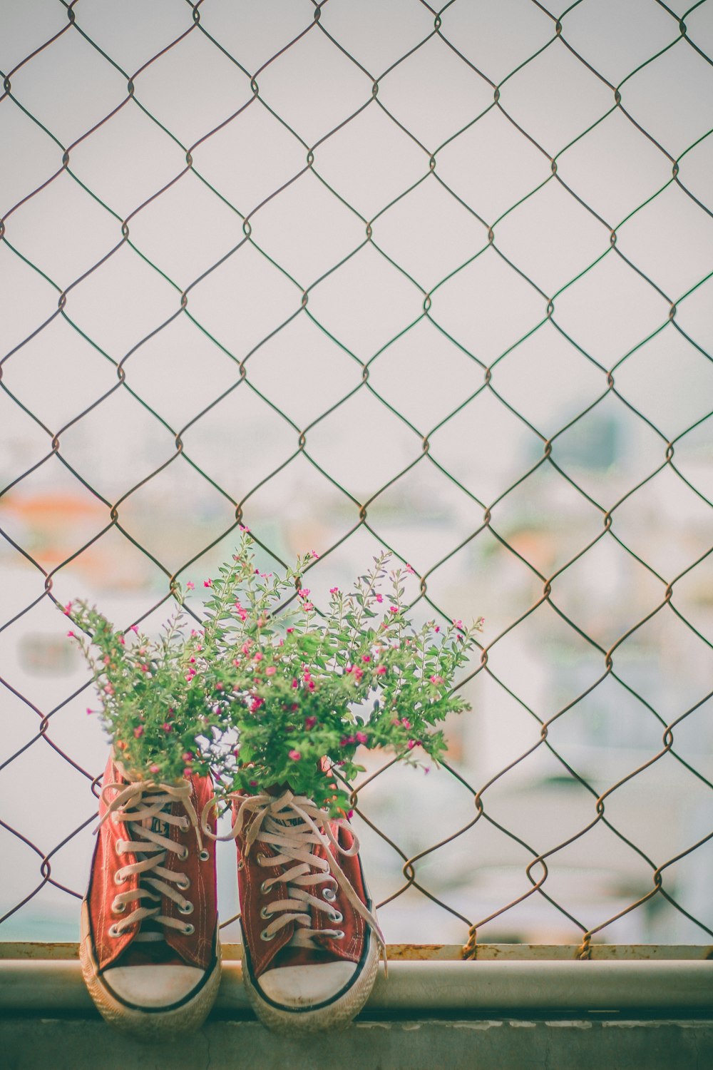 planted flower in red converse sneakers