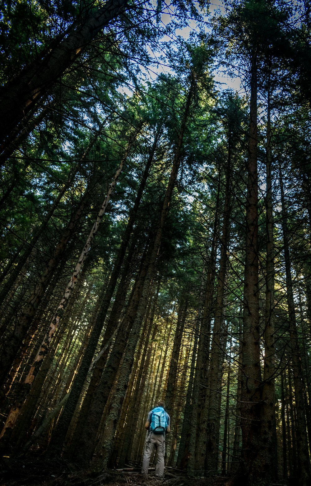 person standing beside tall trees during daytime