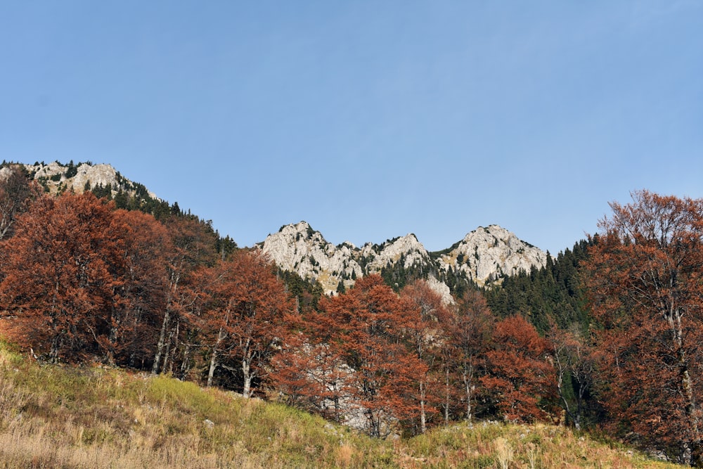brown and green trees near mountain during daytime