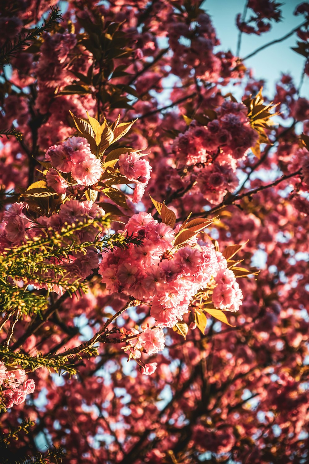 selective focus photography of pink flowers