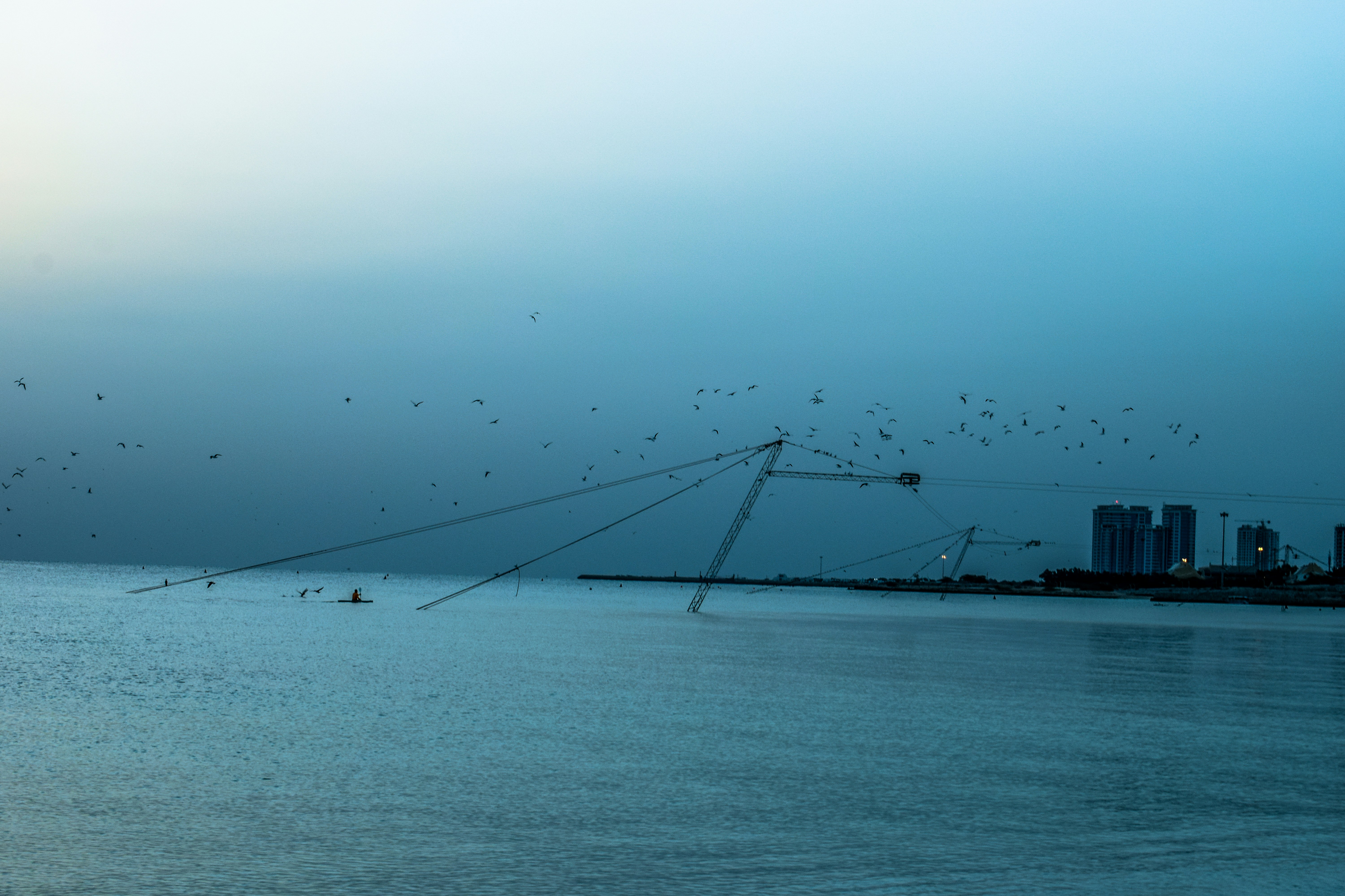 flock of birds flying above body of water