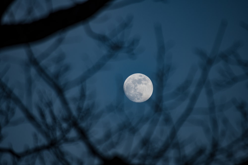 selective focus photography of moon
