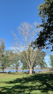 A serene park scene with people reading and relaxing.