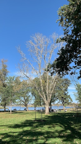 A serene park scene with families enjoying the outdoors.