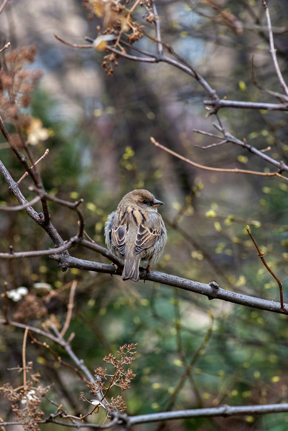brown bird perching on twig