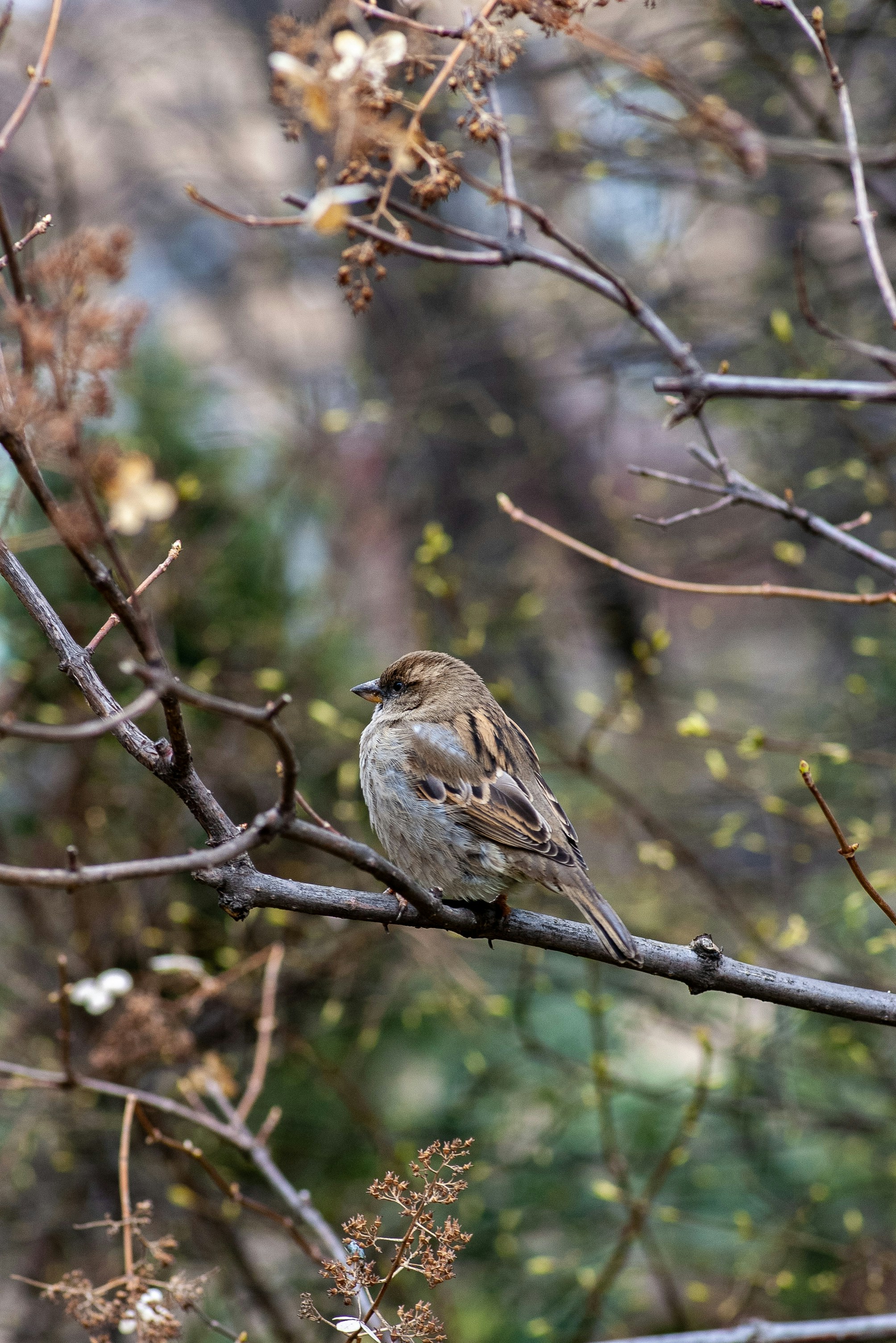 黒 白 茶色のツバメの写真 Unsplashで見つけるヘンリー ドーリー動物園の無料写真