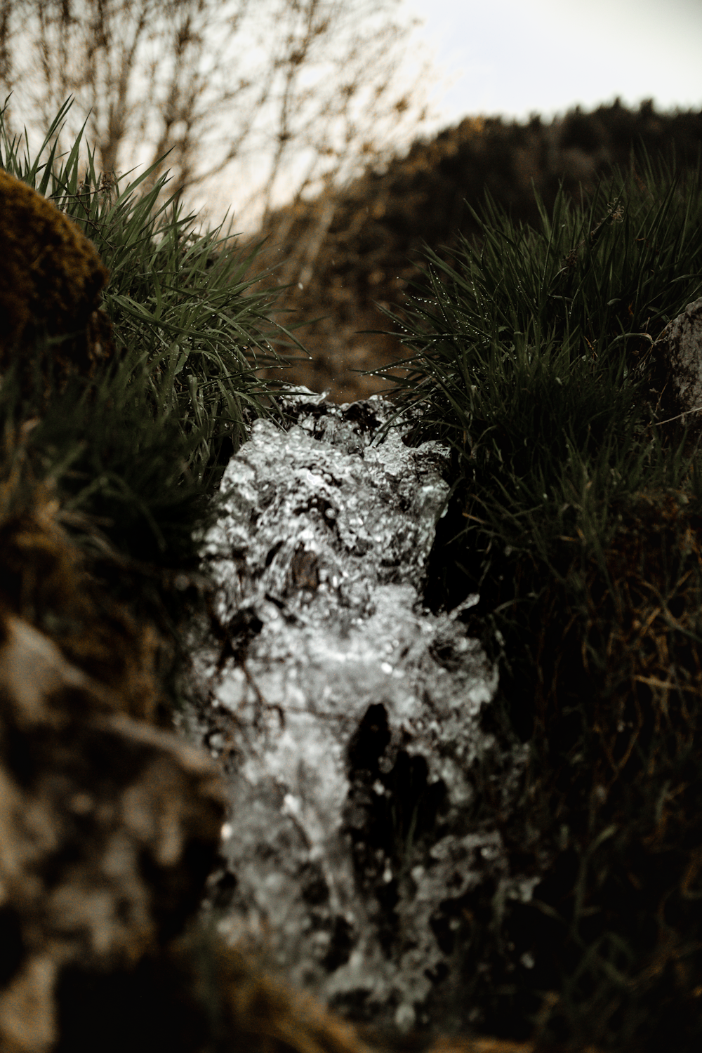 shallow focus photo of green plants