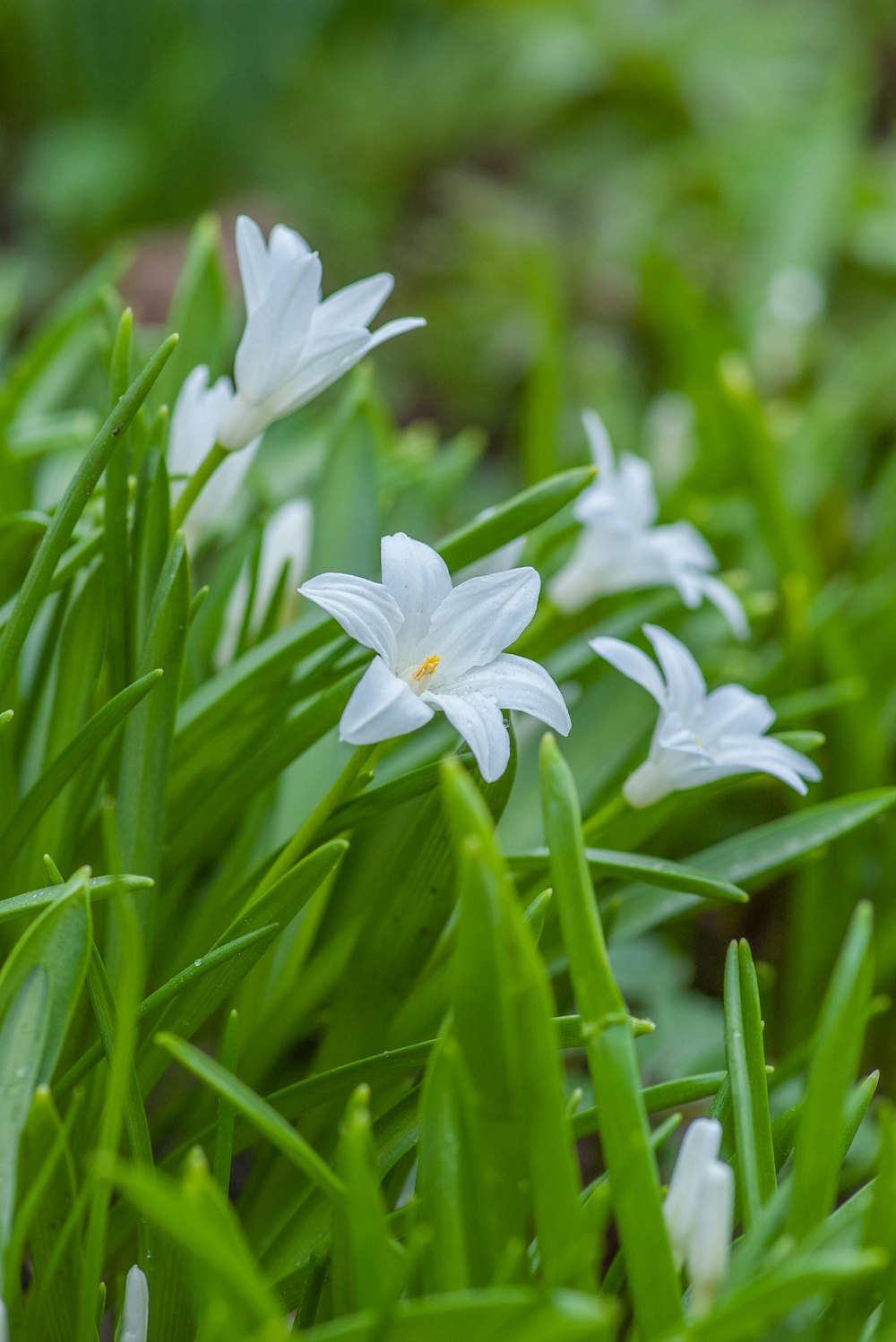 fleur à pétales blancs