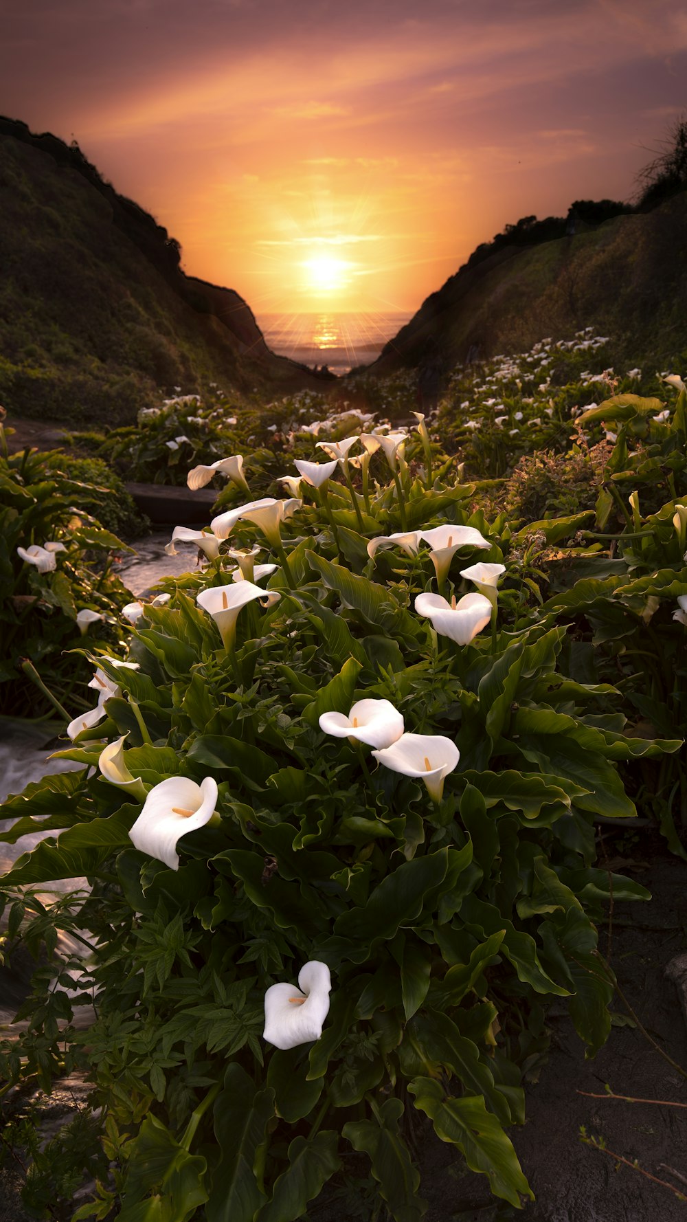 white calla lily flowers