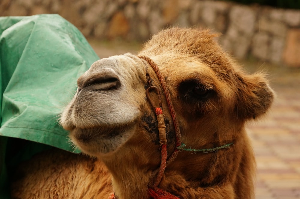 selective focus photo of camel
