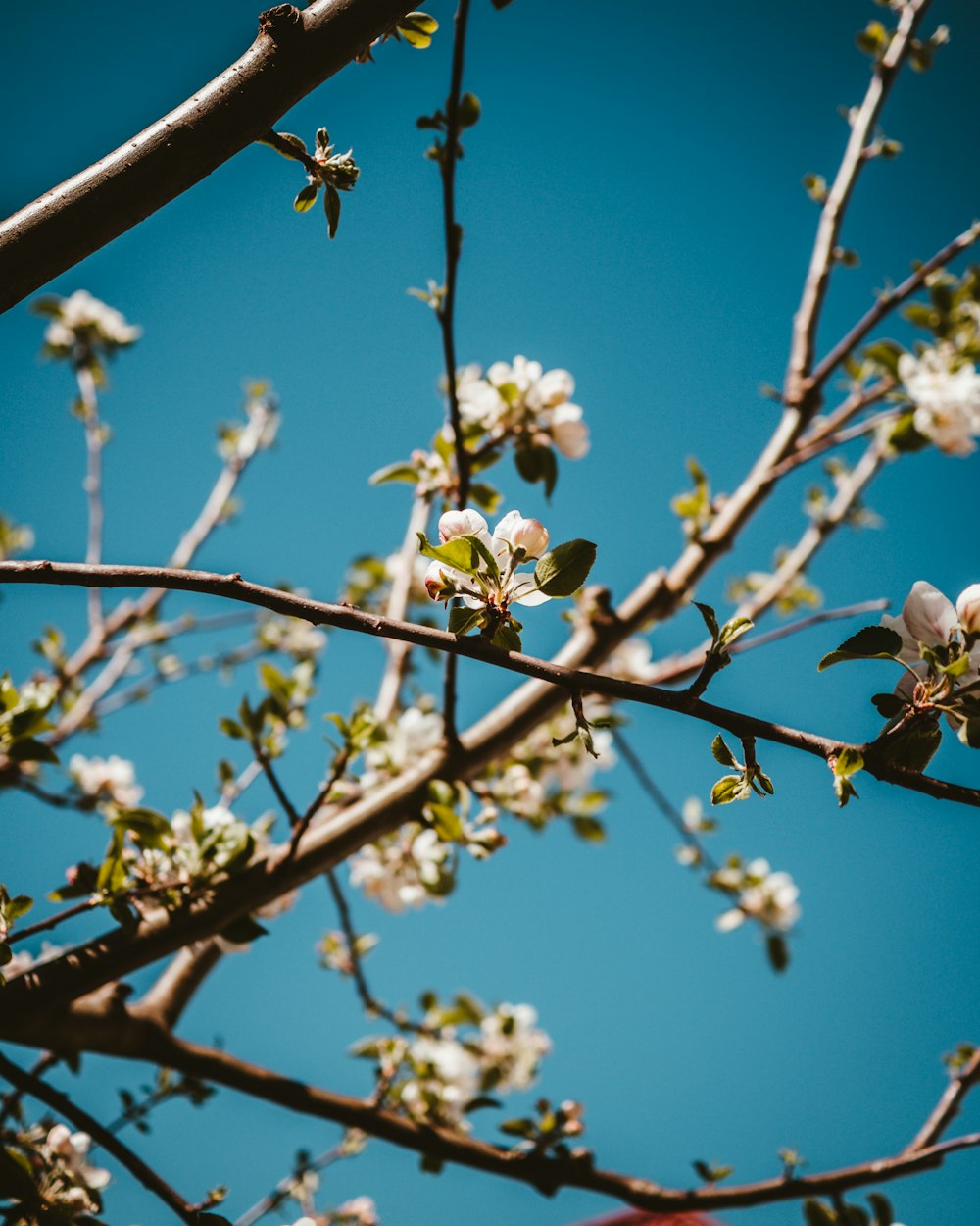 blooming pink cherry blossoms