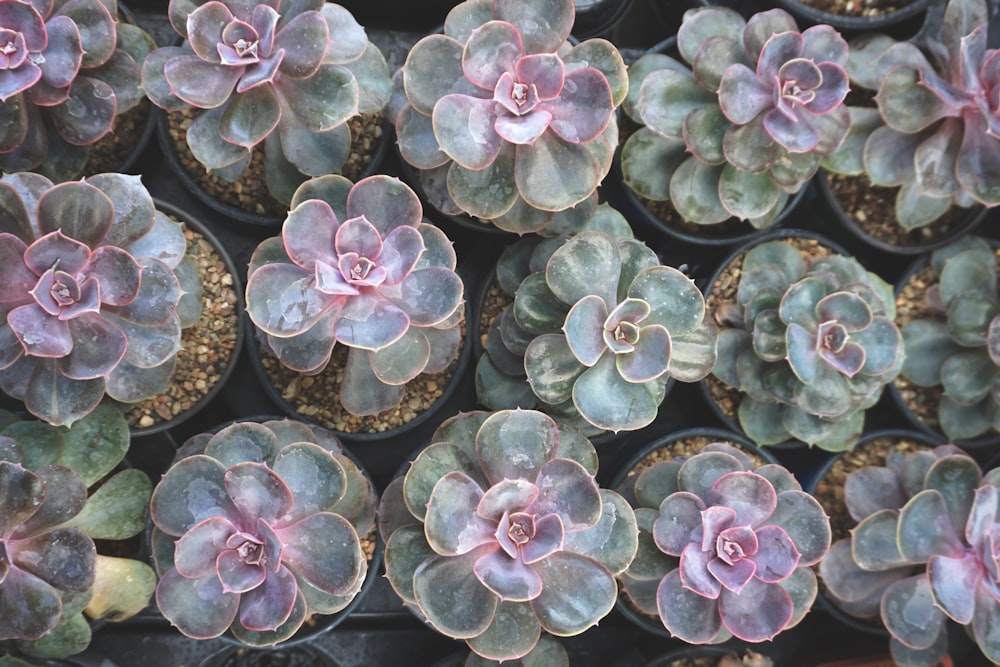 plantes succulentes vertes