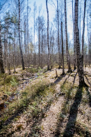 A serene birch forest with sunlight filtering through the leaves.