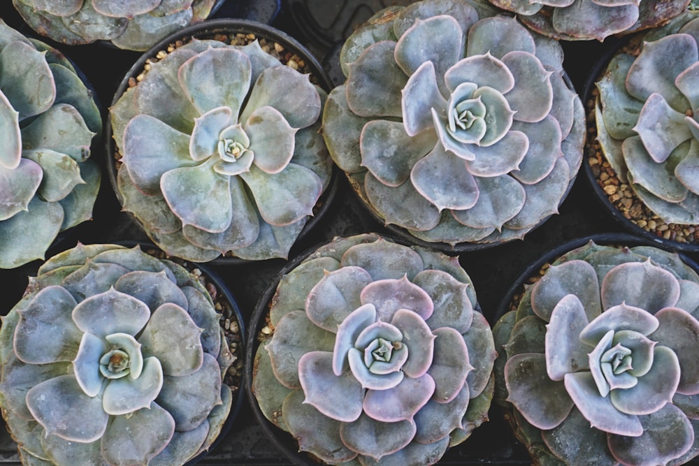 green succulent plants