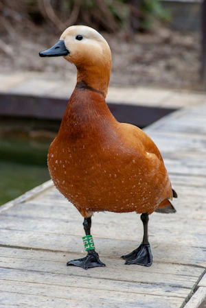 Duck Life