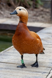 Ducks