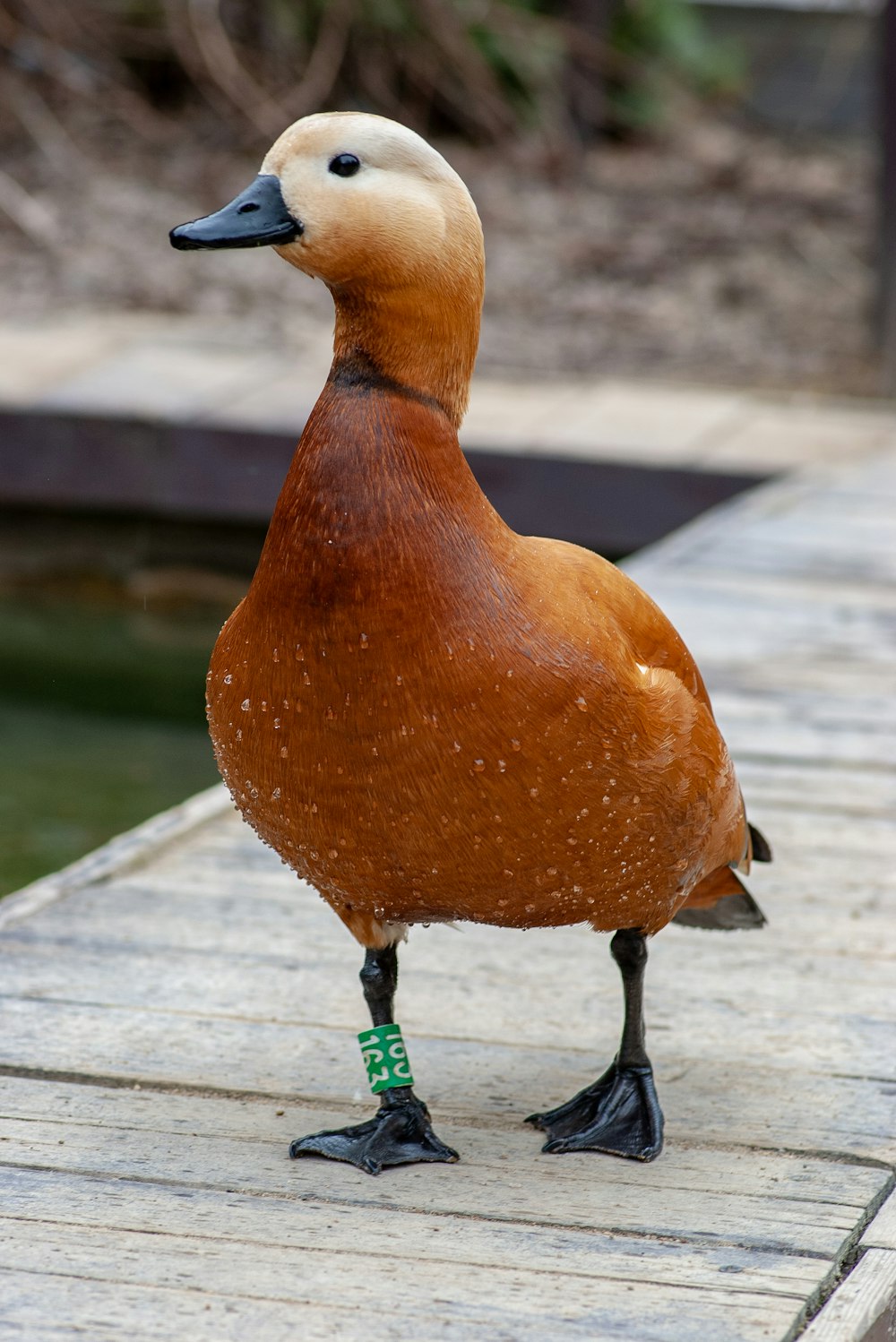 Pato marrom ao lado do lago