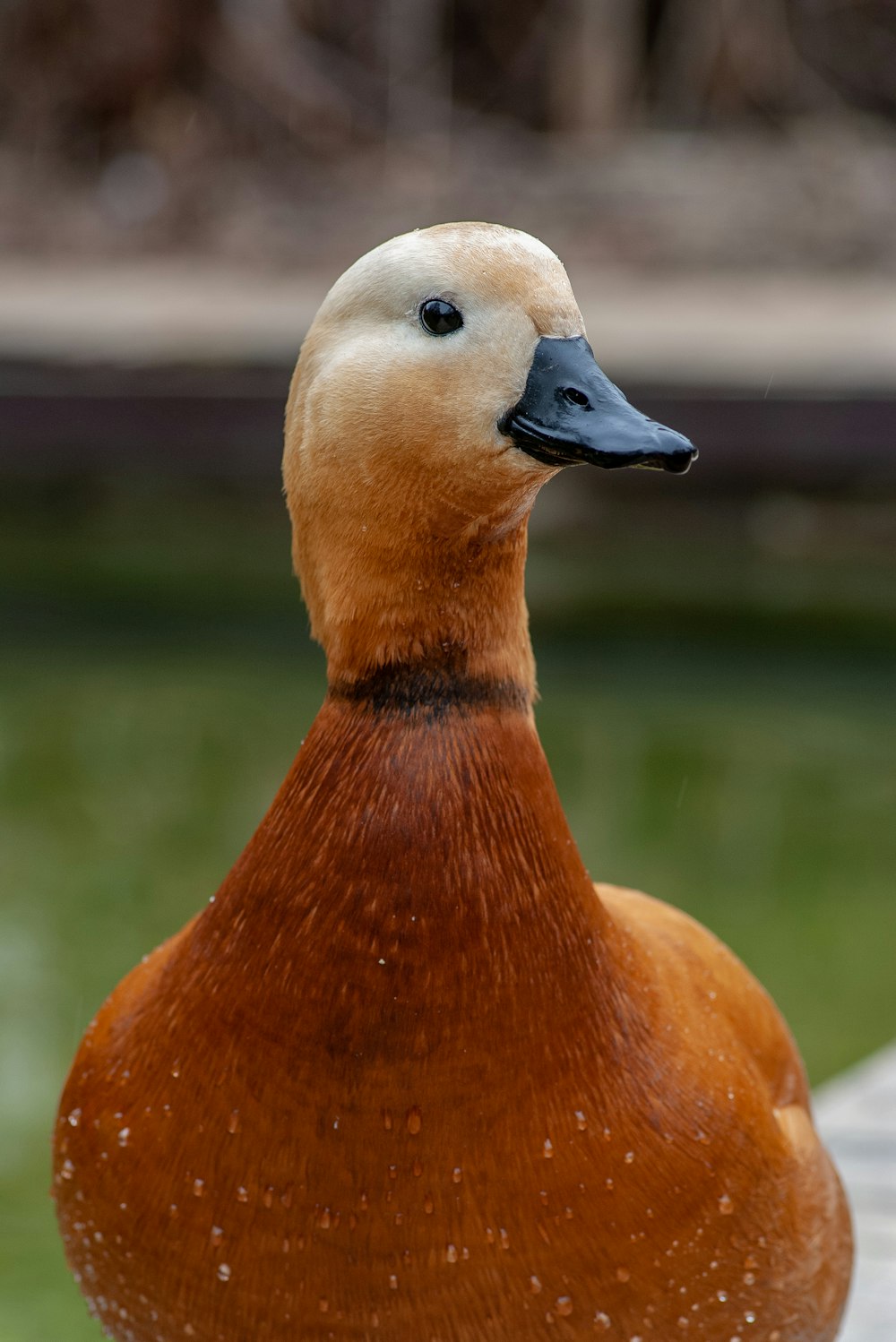 brown duck with black beak