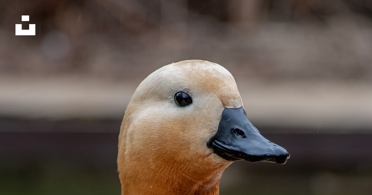 Brown duck with black beak photo – Free Aptekarskiy ogorod Image on