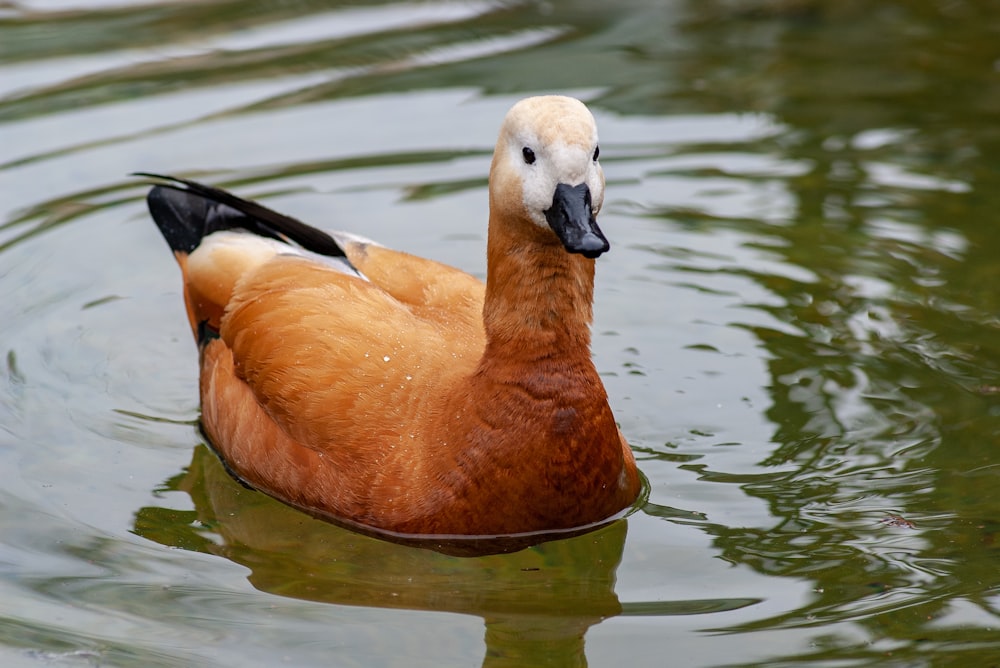 Pato marrón en el cuerpo de agua