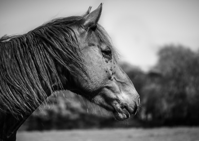 A black and white photograph of a horse in profile view. The horse's mane flows down its neck, and its expression appears calm and contemplative. The blurred background suggests an outdoor setting.