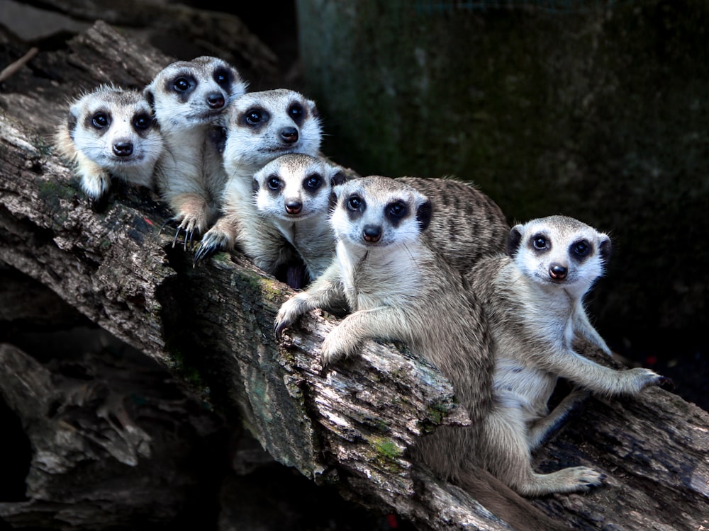 white-and-gray animals on tree branch