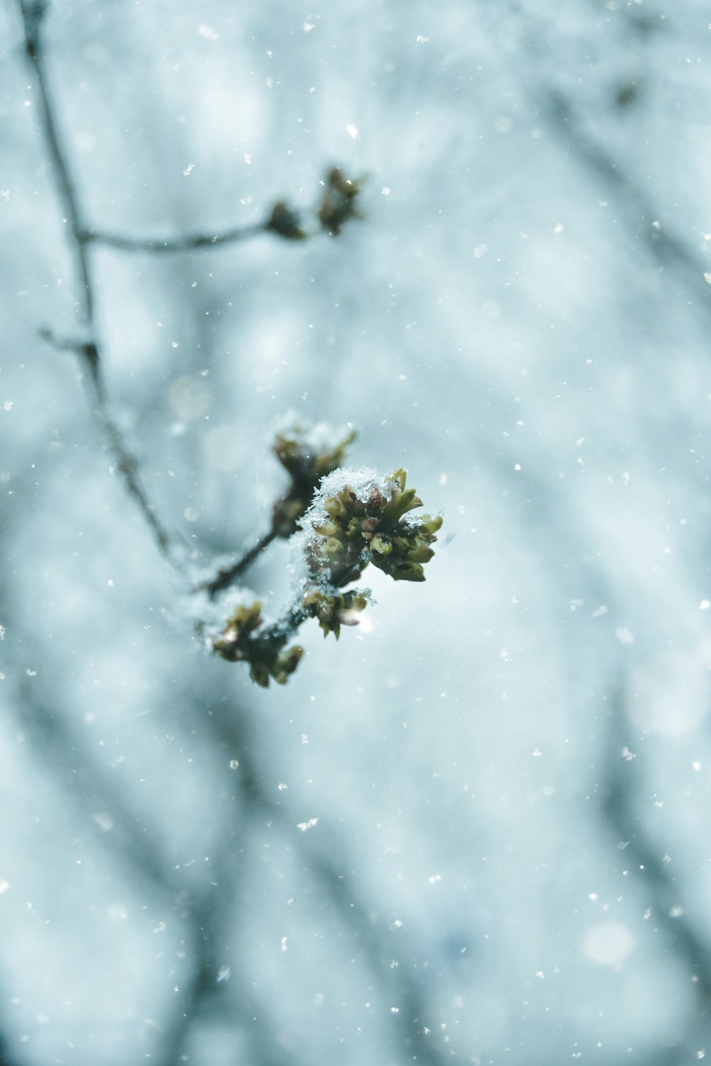 green-leafed plant