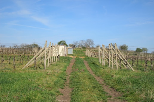 A rural scene with a dirt path leading through vineyard rows supported by wooden stakes. A small shed is visible at the end of the path. The sky is clear and blue, and the landscape includes a few trees and greenery.