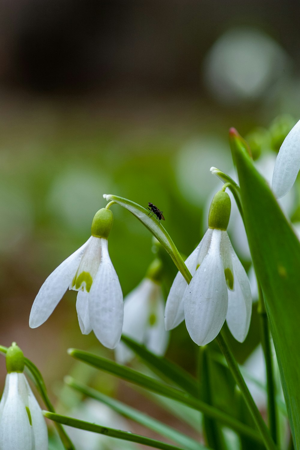 selective focus photography white flowers