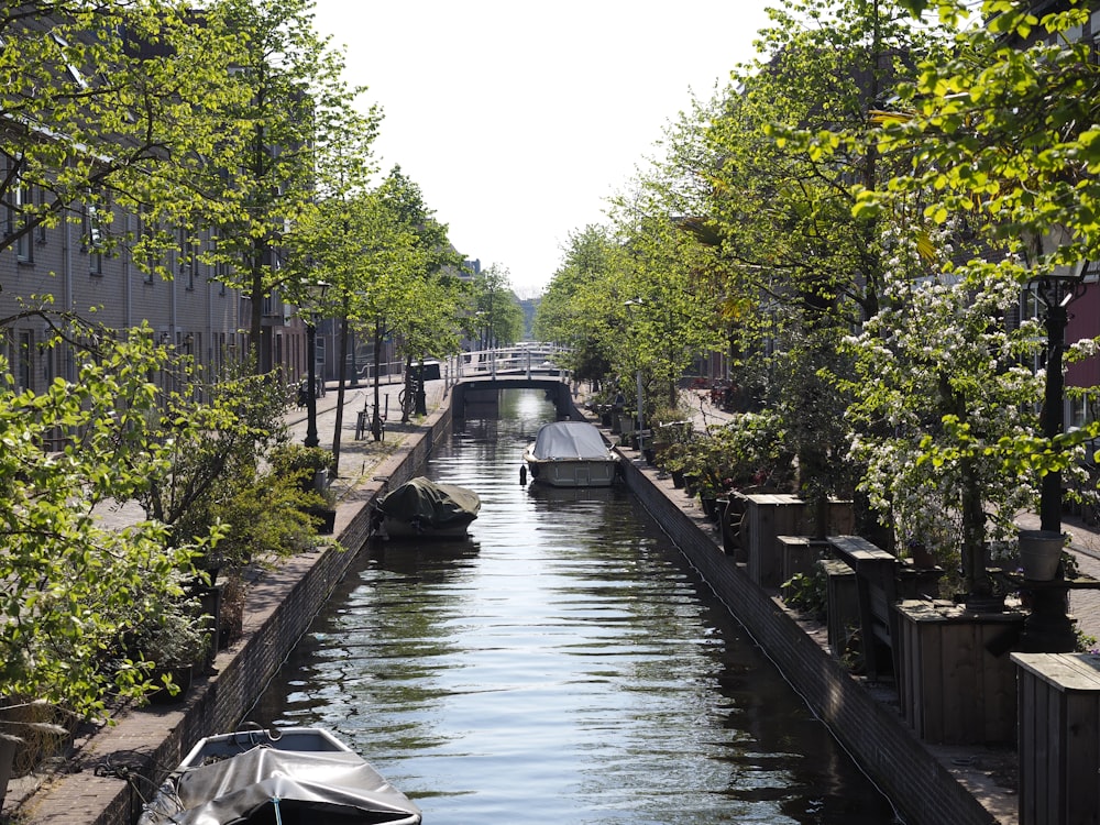 gray framed canal surrounded by plants